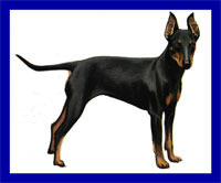 a well breed Manchester Terrier dog